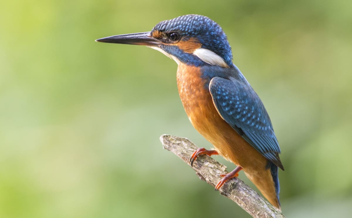 vodomec-matejkovacic_4