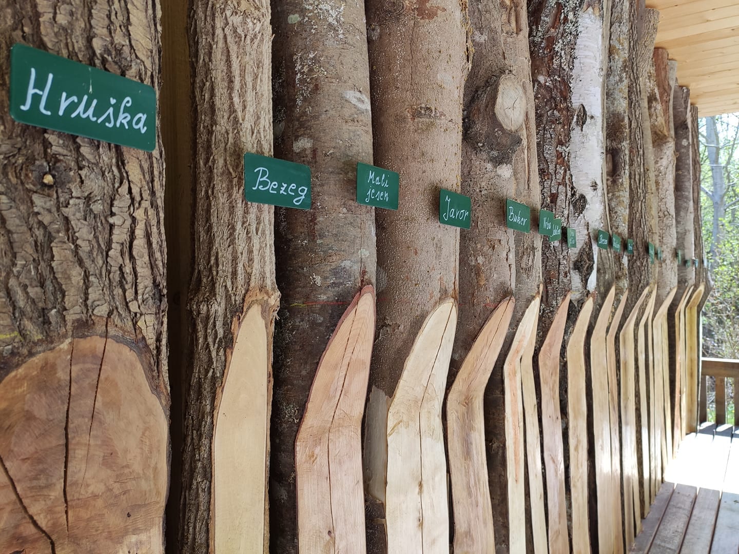 drevesne-vrste_Blatnik