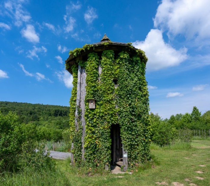 vodomčev gaj
